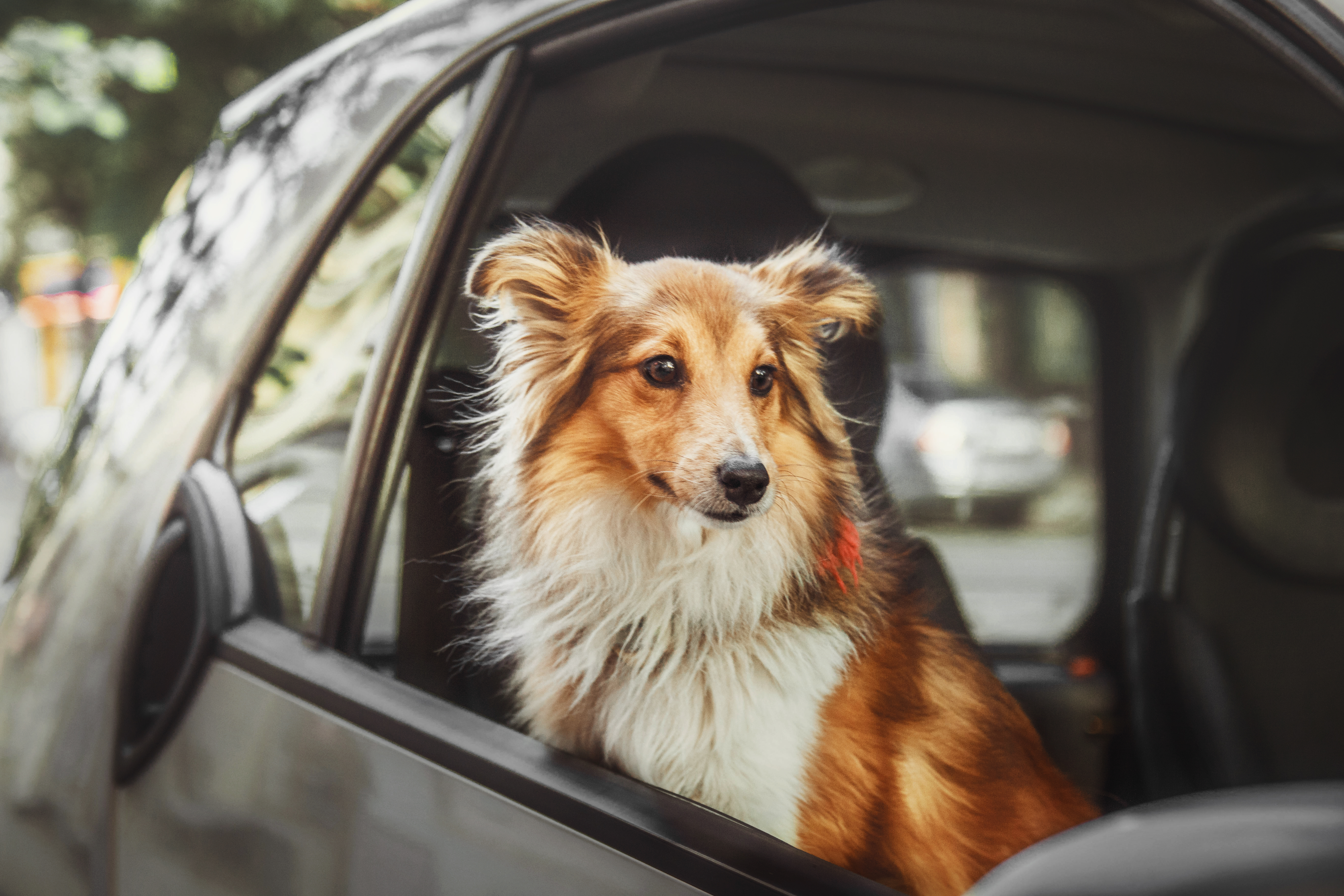 Pet Taxi service