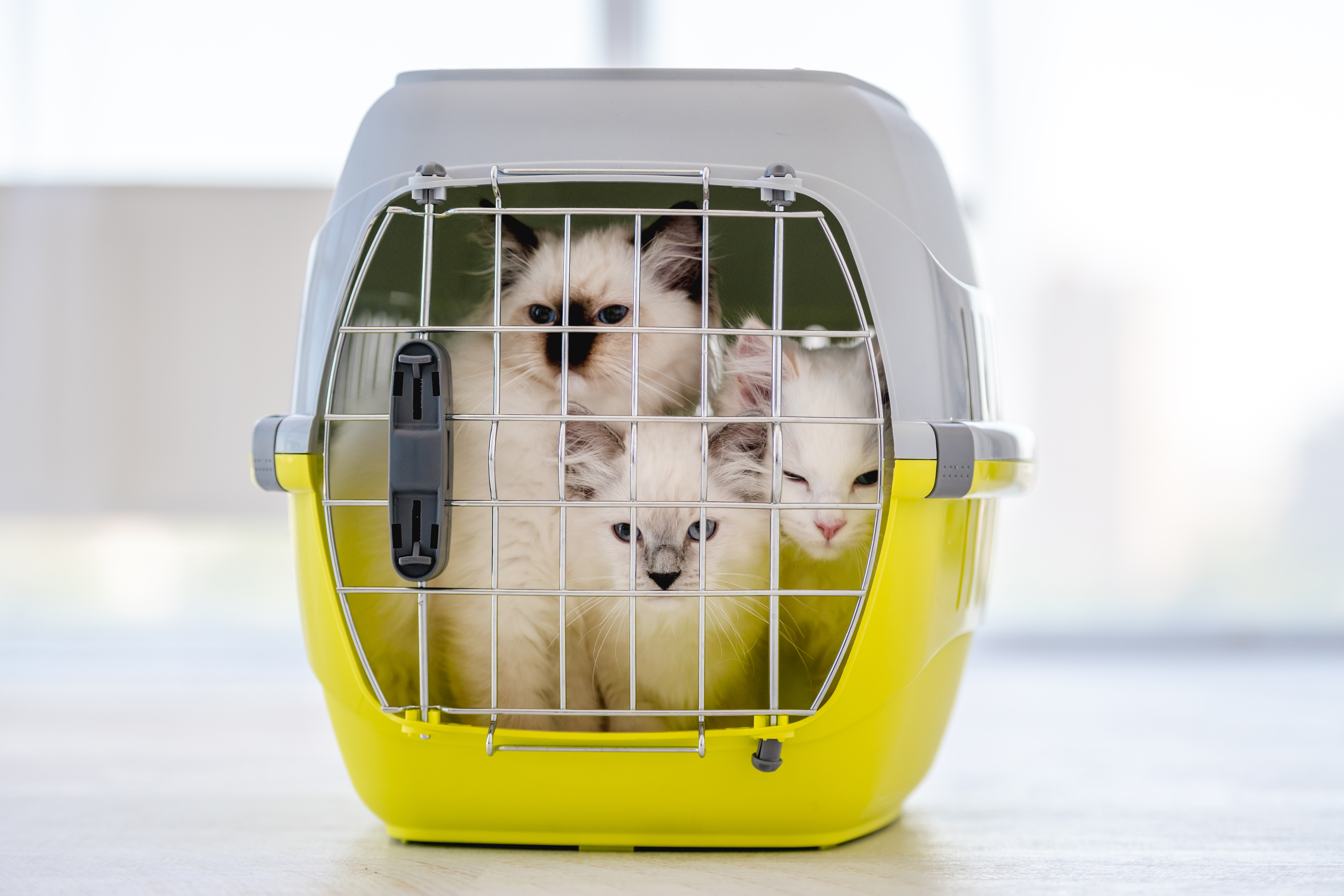 Pet Transport service